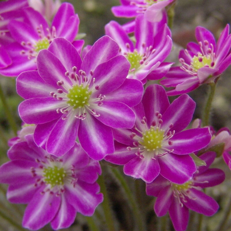 Hepatica japonica Harumatsuri