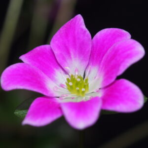Hepatica japonica Harukomachi – Bild 2