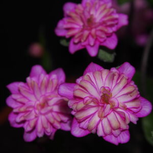 Hepatica japonica Irogawari GP – Bild 2