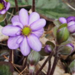 Hepatica japonica Izumo JP