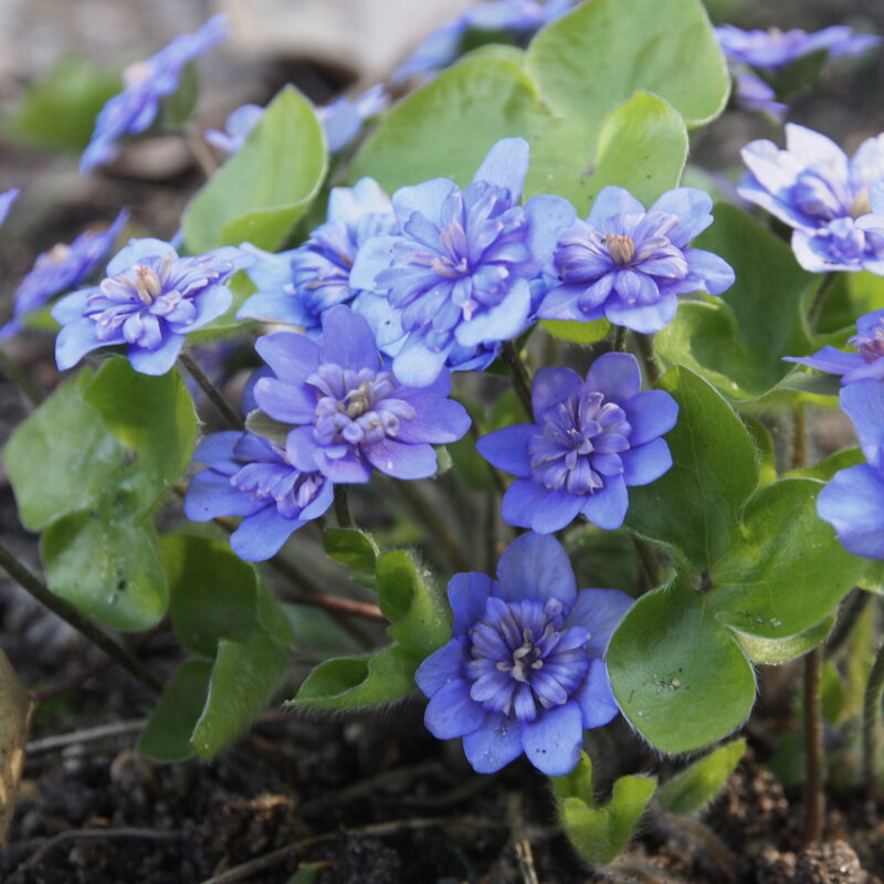 Hepatica nobilis Plena -Marion