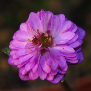 Hepatica japonica Junko JP – Bild 2