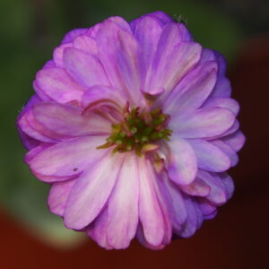Hepatica japonica Junko JP – Bild 3