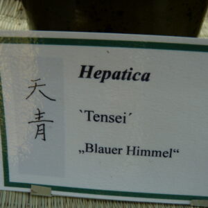 Hepatica japonica Tensei – Bild 4