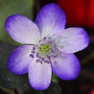 Hepatica japonica Asamoya – Bild 3