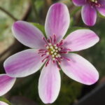 Hepatica japonica Kanzan Rot I JP