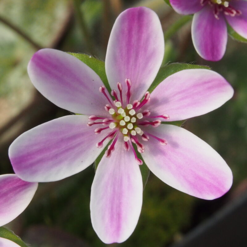 Hepatica japonica Kanzan Rot I JP