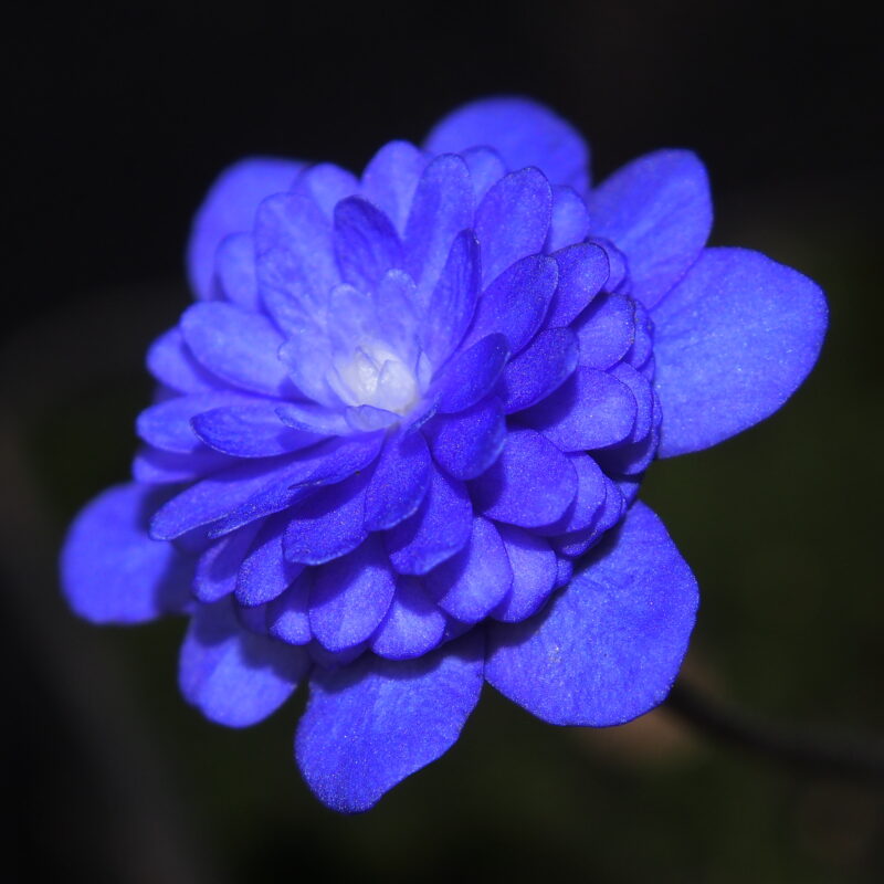 Hepatica nobilis Plena -Maria Theresia