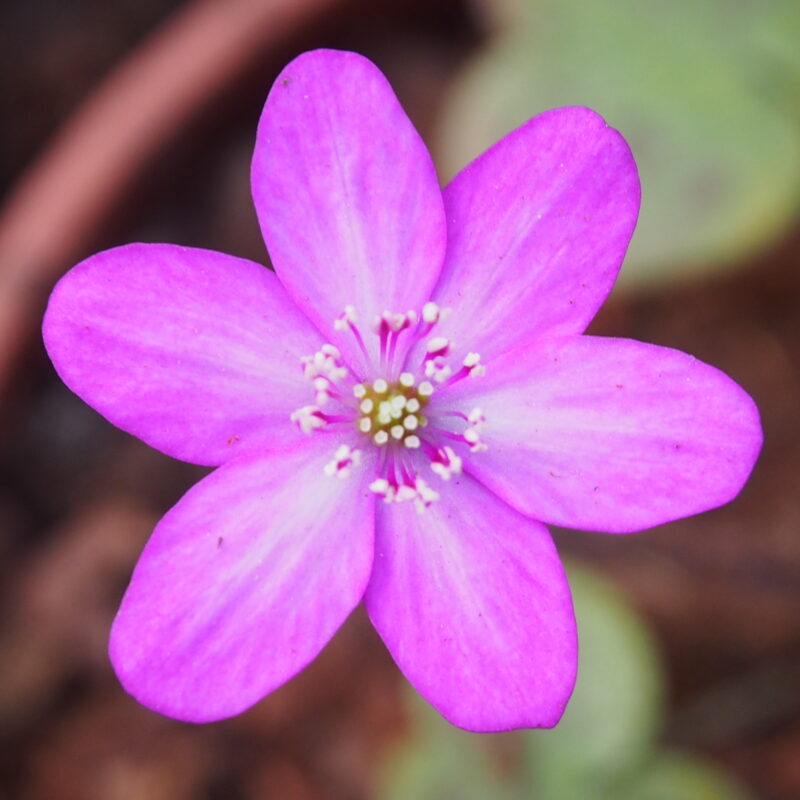 Hepatica pubescens Akaigitsune JP