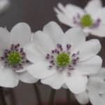 Hepatica japonica Yukidaruma JP