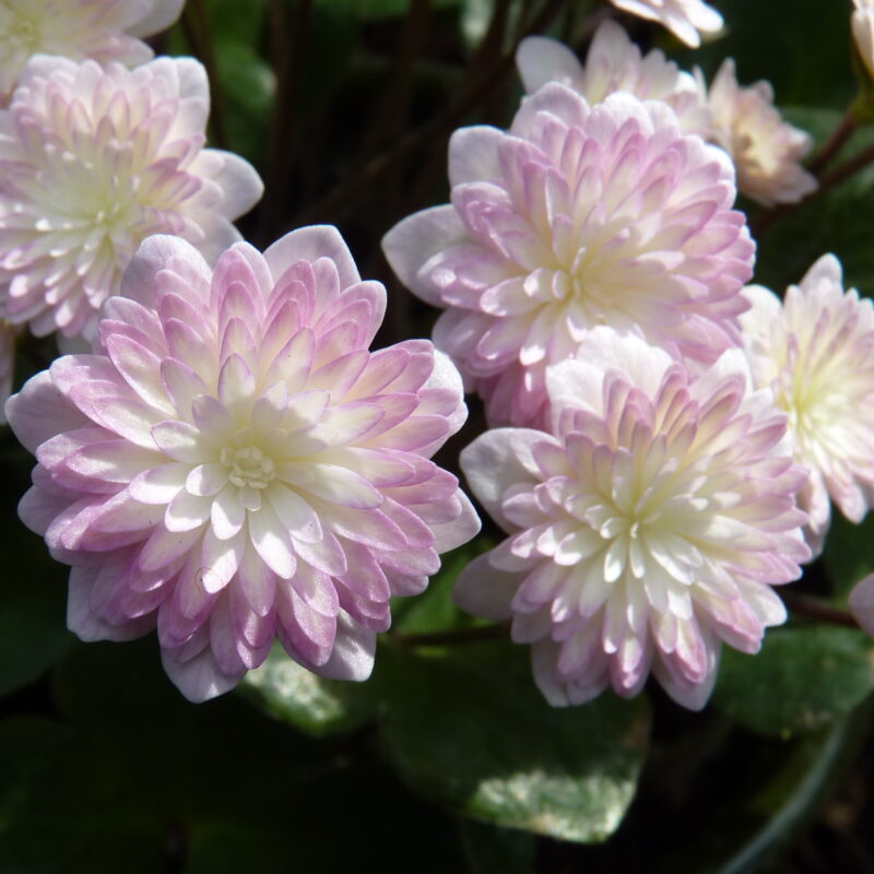 Hepatica japonica Beni hagure