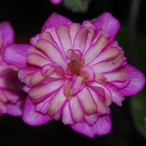 Hepatica japonica Irogawari GP – Bild 4