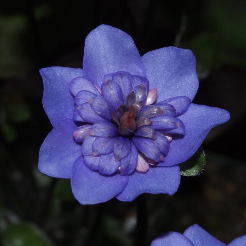 Hepatica nobilis Plena -Marion