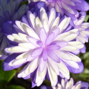 Hepatica japonica Tensei – Bild 3