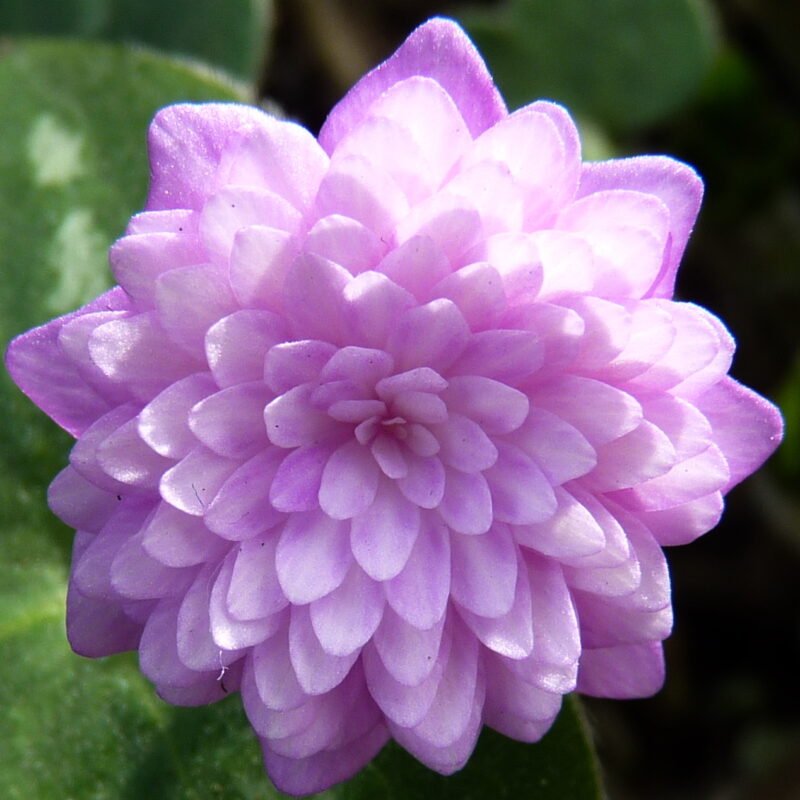 Hepatica japonica Akebono