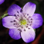 Hepatica japonica Asamoya