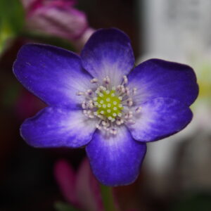 Hepatica japonica Asamoya – Bild 4