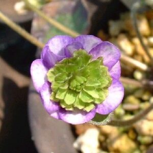 Hepatica japonica Asuka – Bild 2