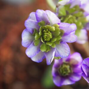 Hepatica japonica Asuka – Bild 3