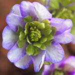 Hepatica japonica Asuka