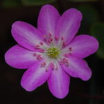 Hepatica japonica Azusa Yamamoto OB