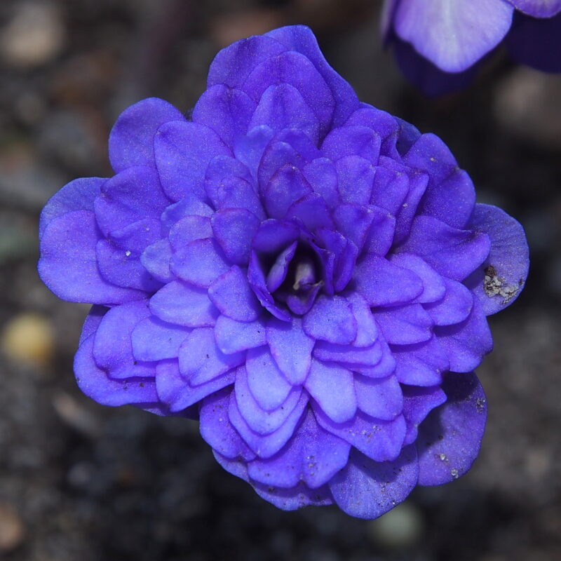 Hepatica nobilis Plena -Balder GP