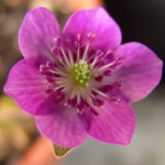 Hepatica japonica Beni ougi