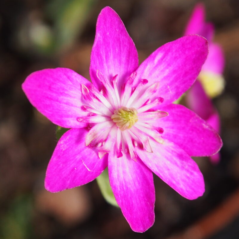 Hepatica japonica Beni orian