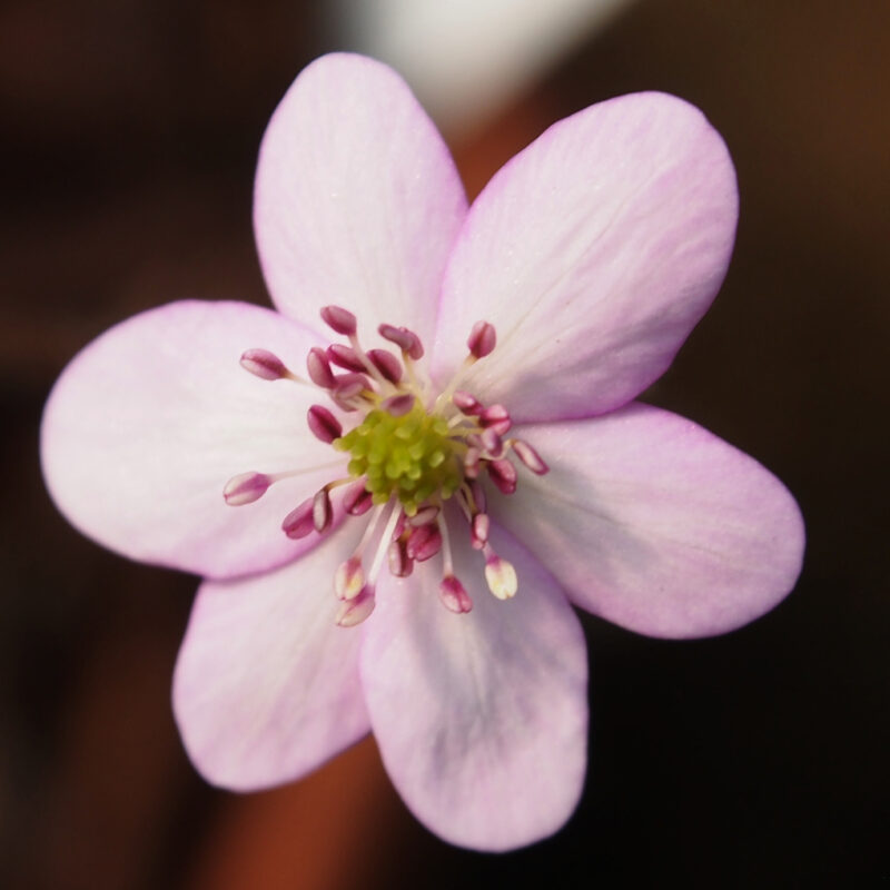 Hepatica x falconeri x nobilis Bente JP