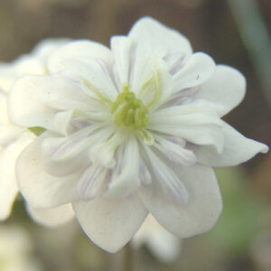 Hepatica japonica Bishamon JP – Bild 2