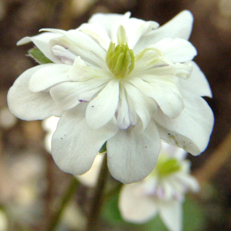 Hepatica japonica Bishamon JP