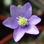 Hepatica japonica f. japonica Majikku JP