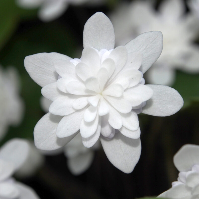 Hepatica japonica Eisen