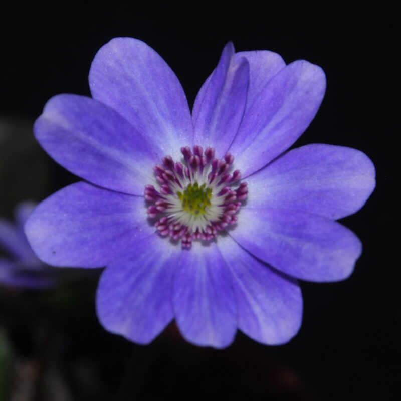 Hepatica japonica Emi JP