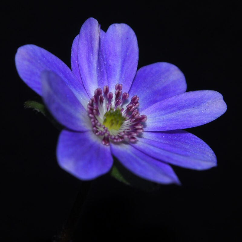 Hepatica japonica Emi JP