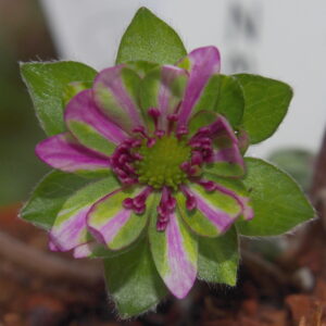 Hepatica japonica Gosho zukura – Bild 2