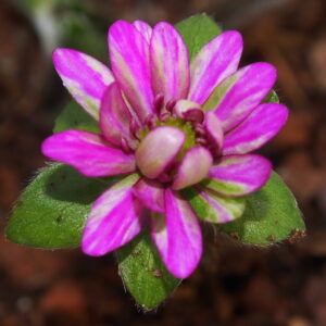 Hepatica japonica Gosho zukura – Bild 3