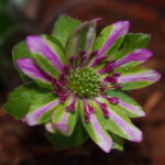 Hepatica japonica Gosho zukura