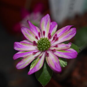 Hepatica japonica Gosho zukura – Bild 4