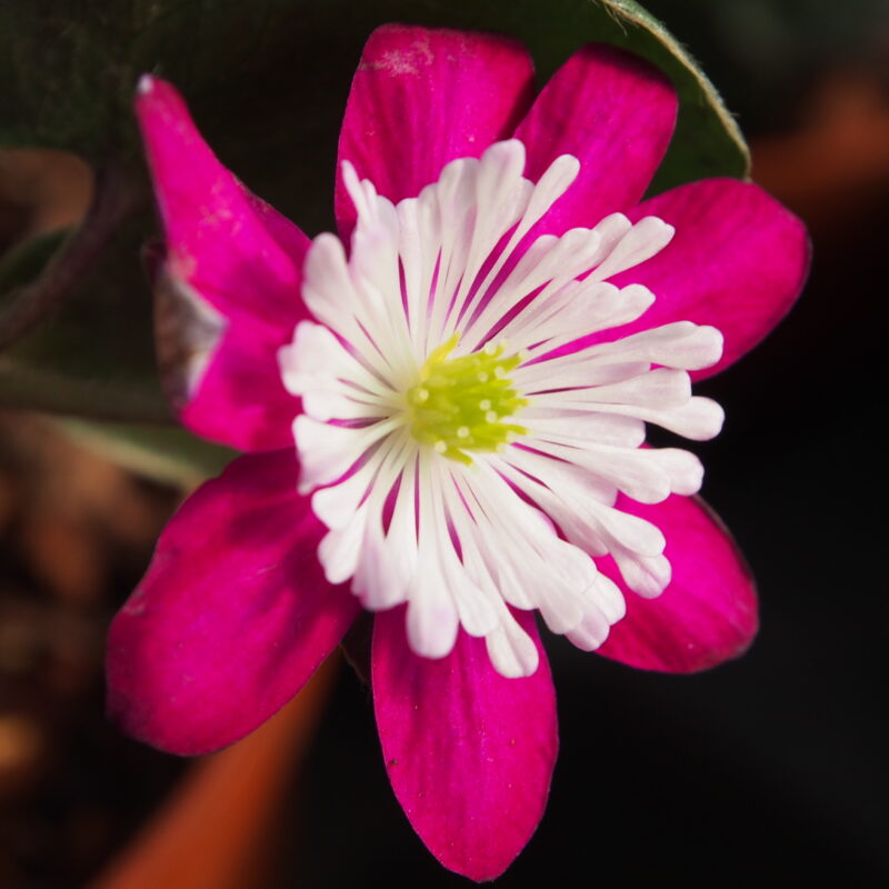 Hepatica japonica Harabutai