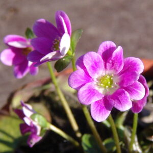 Hepatica japonica Harukomachi – Bild 4