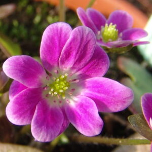Hepatica japonica Harukomachi – Bild 3