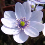 Hepatica x media Holzdorfer Silber JP