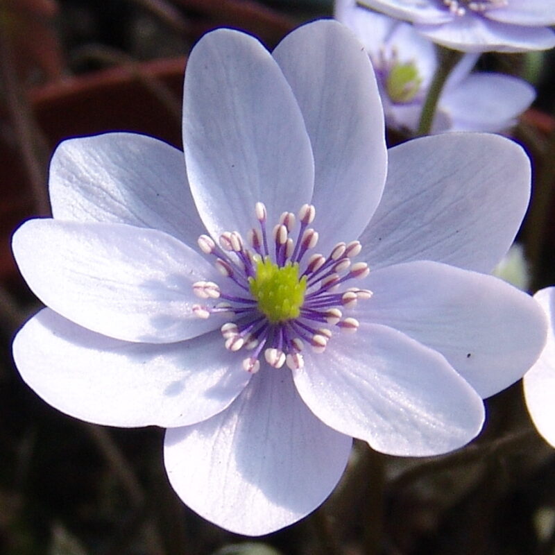 Hepatica x media Holzdorfer Silber JP