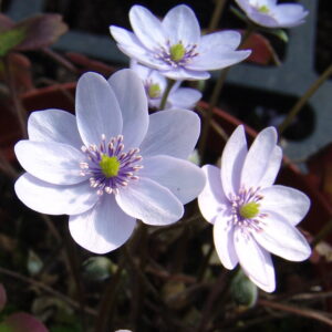 Hepatica x media Holzdorfer Silber JP – Bild 2