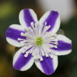 Hepatica japonica Sora