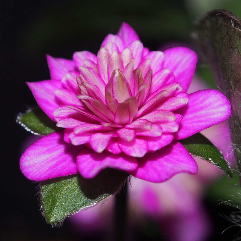 Hepatica japonica Irogawari GP