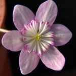 Hepatica japonica Izanagi no Mikoto JP