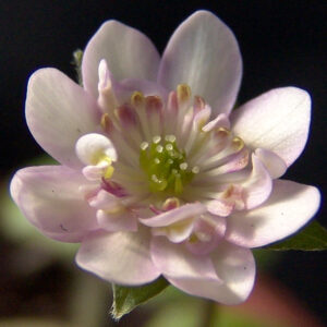 Hepatica japonica Izanagi no Mikoto JP – Bild 2