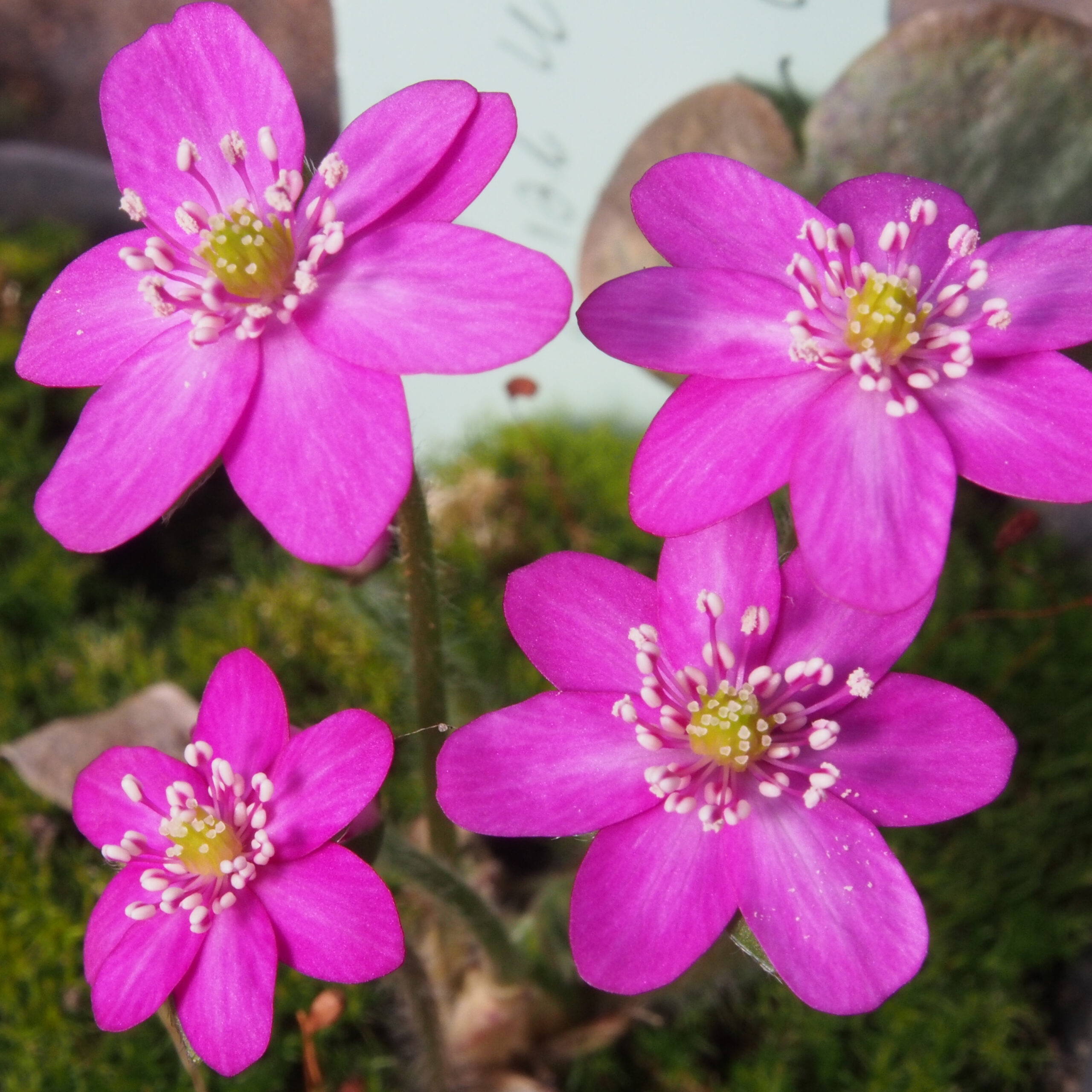 Hepatica japonica Kanzan Rot 3 Kanzan-Rot